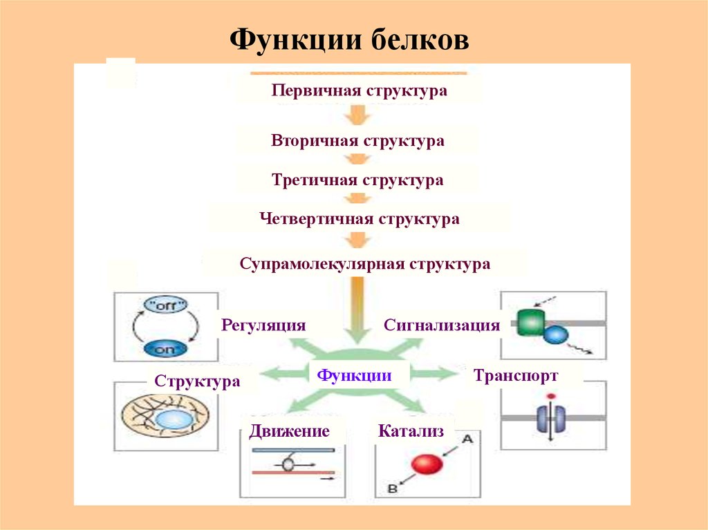 Состав строение функции белков