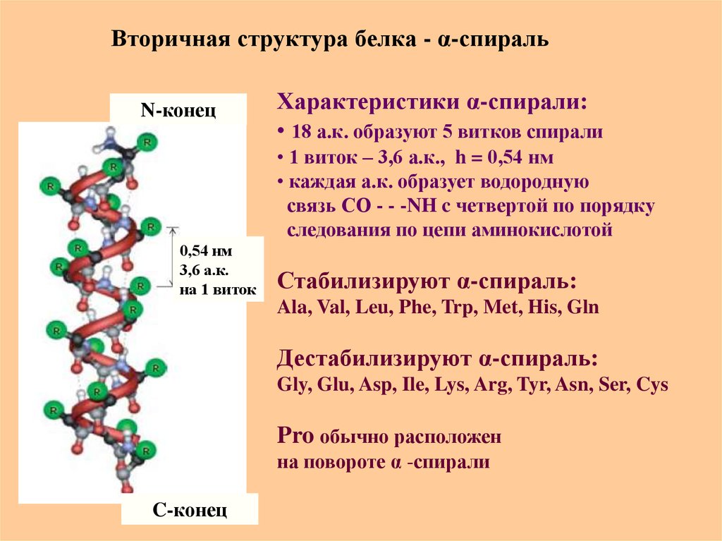 Каков состав белка. Альфа спираль вторичной структуры белка. Вторичная структура белка биохимия. Характеристика Альфа спирали вторичной структуры белка. Спирали вторичной структуры белка биохимия.