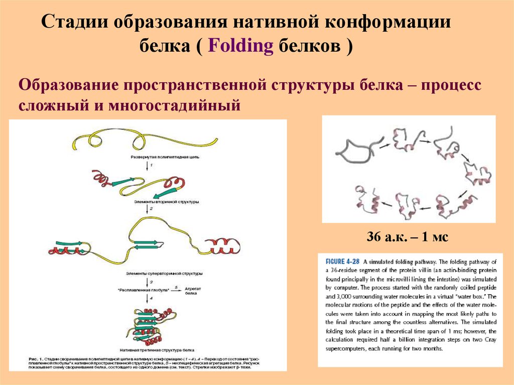 Формирования белка. Этапы формирования нативной структуры белка. Нативная структура белка фолдинг. . Этапы формирования пространственной структуры белка. Конформация третичной структуры белка.