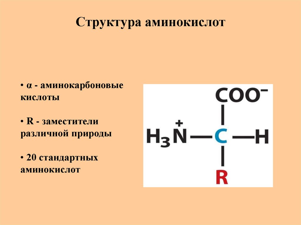 Происхождение аминокислот. Структурное строение аминокислот. Аминокислоты структура формулы. Общая структура α-аминокислот. Общая схема строения аминокислоты.