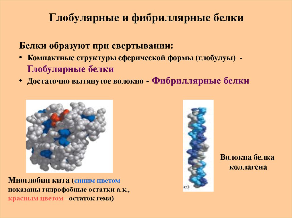 Чем отличаются белки. Глобулярные и фибриллярные белки. Строение глобулярных белков. Фибриллярная и глобулярная структура белка. Примеры глобулярных и фибриллярных белков.