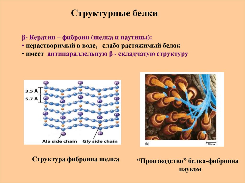 Роль белков в воде. Фиброин шелка структура. Кератины белки биохимия. Кератин белок вторичной структуры. Фиброин шелка структура белка.