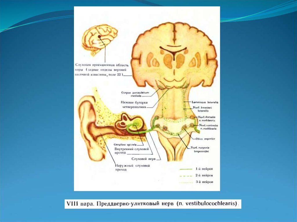 Преддверно улитковый нерв схема анатомия