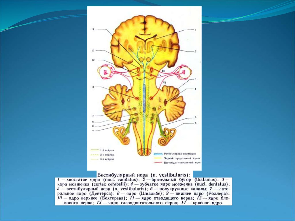 Строение вестибулярного нерва. Ядро Бехтерева и Дейтерса. Преддверно-улитковый нерв схема. Ядро Бехтерева и Дейтерса роллера. Невринома преддверно-улиткового (VIII) нерва.
