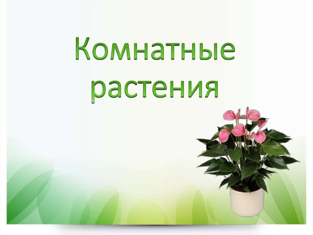 Презентация комнатные. Первый слайд для презентаций по теме цветы комнатных.