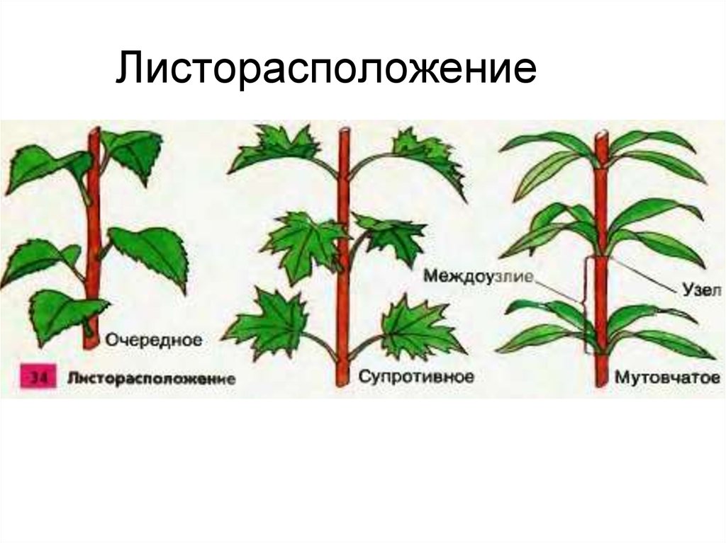 Как отличить растения. Листорасположение листьев биология. Типы листорасположения листьев. Расположение очередное супротивное мутовчатое. Типы листорасположения у растений.