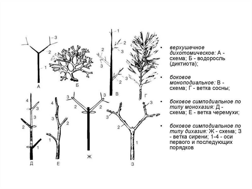 Типы нарастания. Дихотомическое и симподиальное ветвление. Моноподиальное ветвление сосны. Ветвление побегов. Ветвление побегов моноподиальное симподиальное дихотомическое.