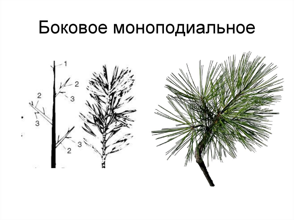 Побеги сосны рисунок