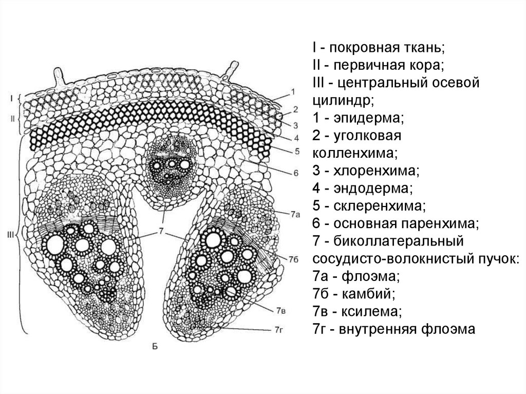 Первичная ткань. Паренхима первичной коры. Эпидермпаренхима коры. Покровная ткань первичная кора и Центральный цилиндр. Первичная кора Центральный осевой цилиндр.