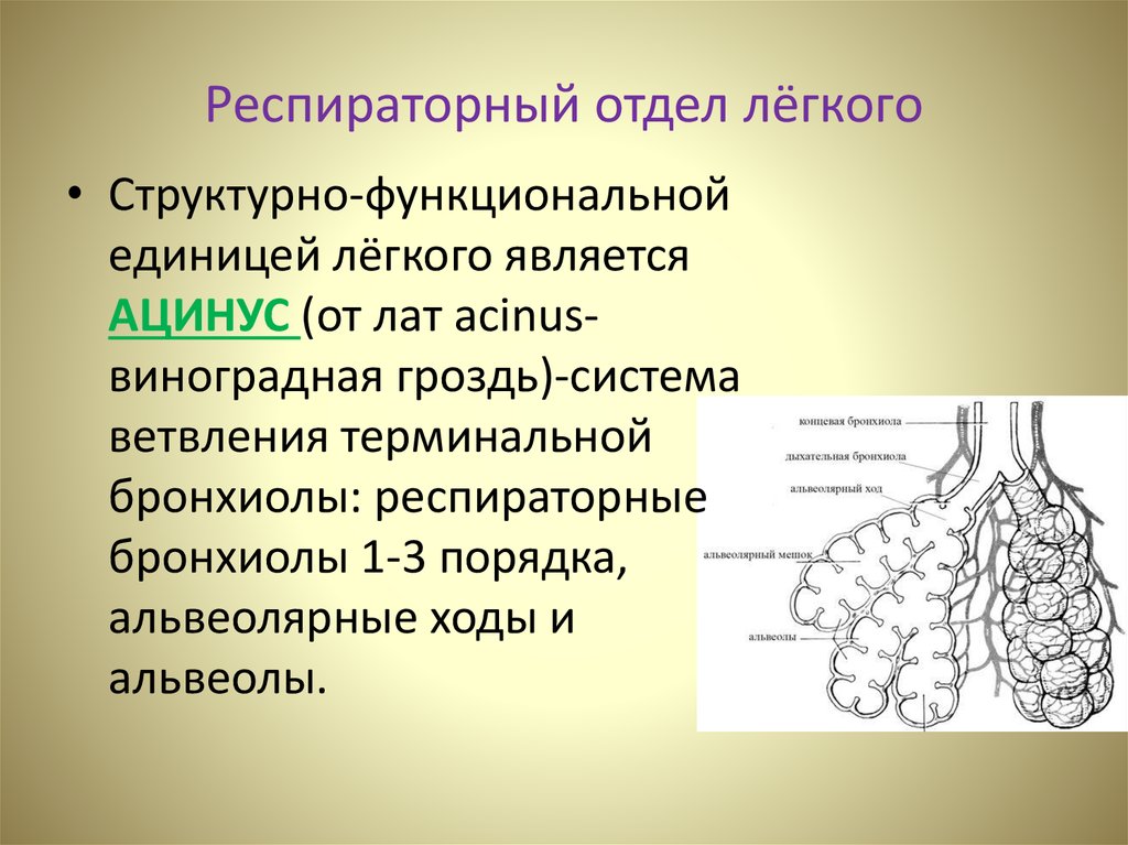 Паренхима легких. Структурная единица легкого ацинус. Респираторный отдел легкого ацинус. Строение респираторного тела легкого. Ацинус – структурная функциональная единица легких.