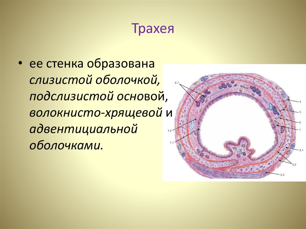 Трахея рисунок гистология