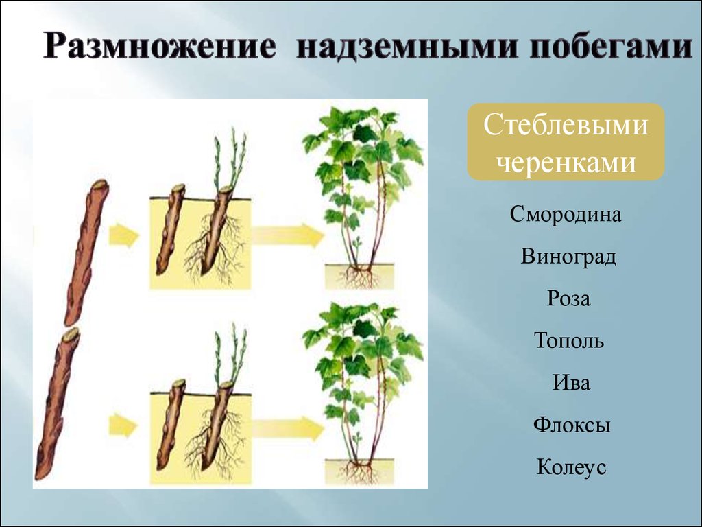 Использование вегетативного размножения растений человеком - презентация  онлайн