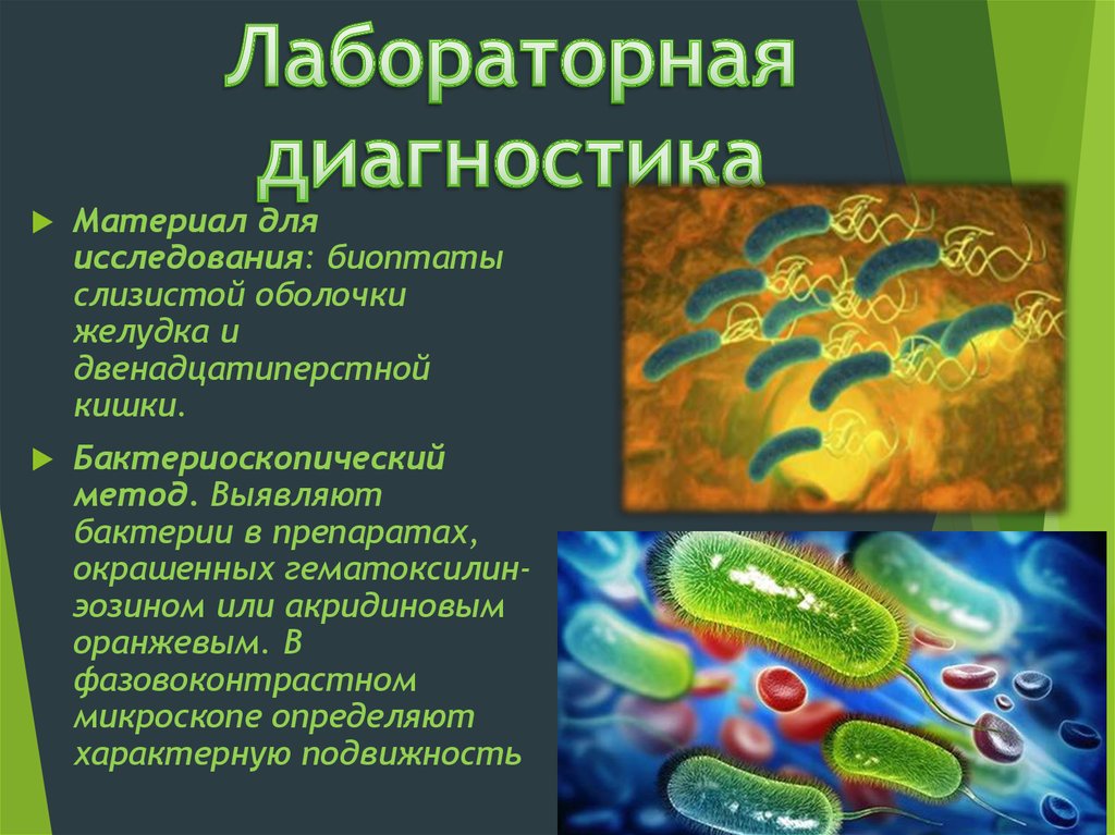 Схема лечения хеликобактерии