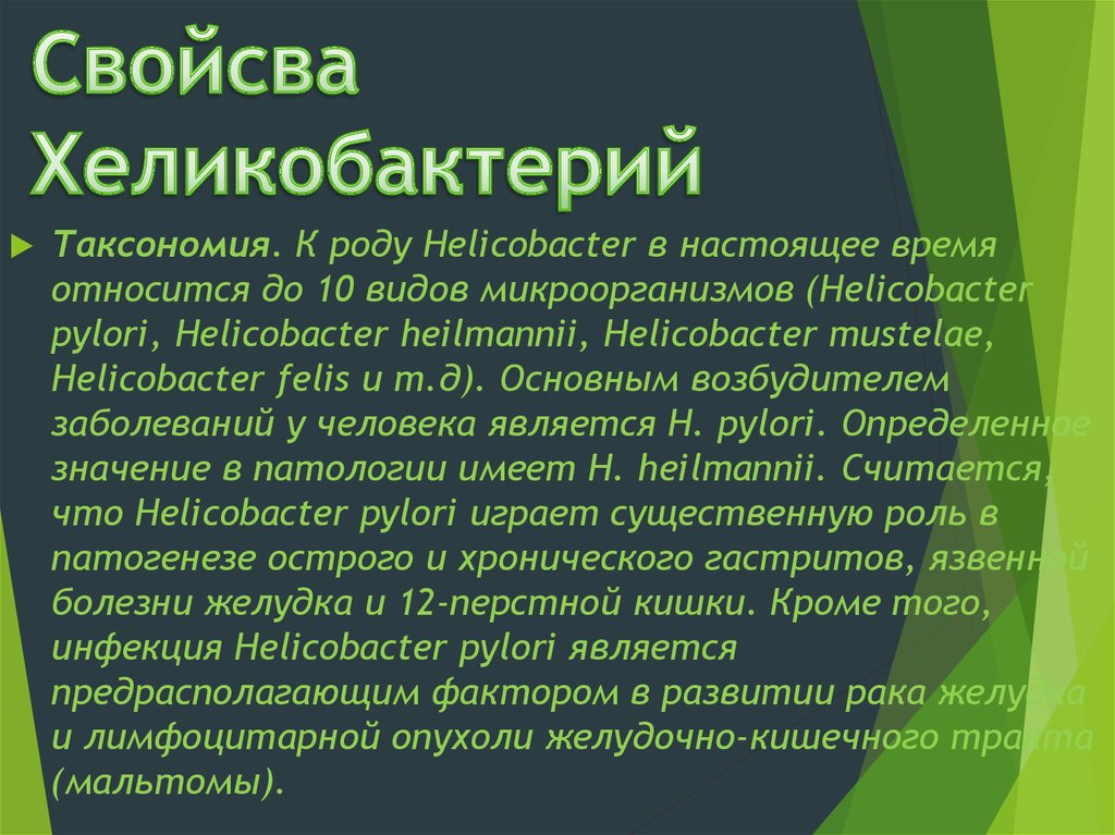 Хеликобактерии. Helicobacter pylori таксономия. Хеликобактер пилори систематика. Кампилобактерии и хеликобактерии таксономия. Хеликобактер пилори таксономия.