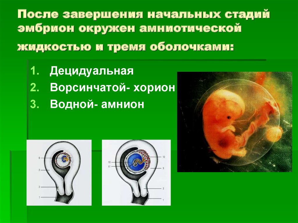 На начальных этапах хорошо. Зародыш окружают три оболочки. Оболочки эмбриональной стадии зародыша. Эмбрион на начальном этапе.