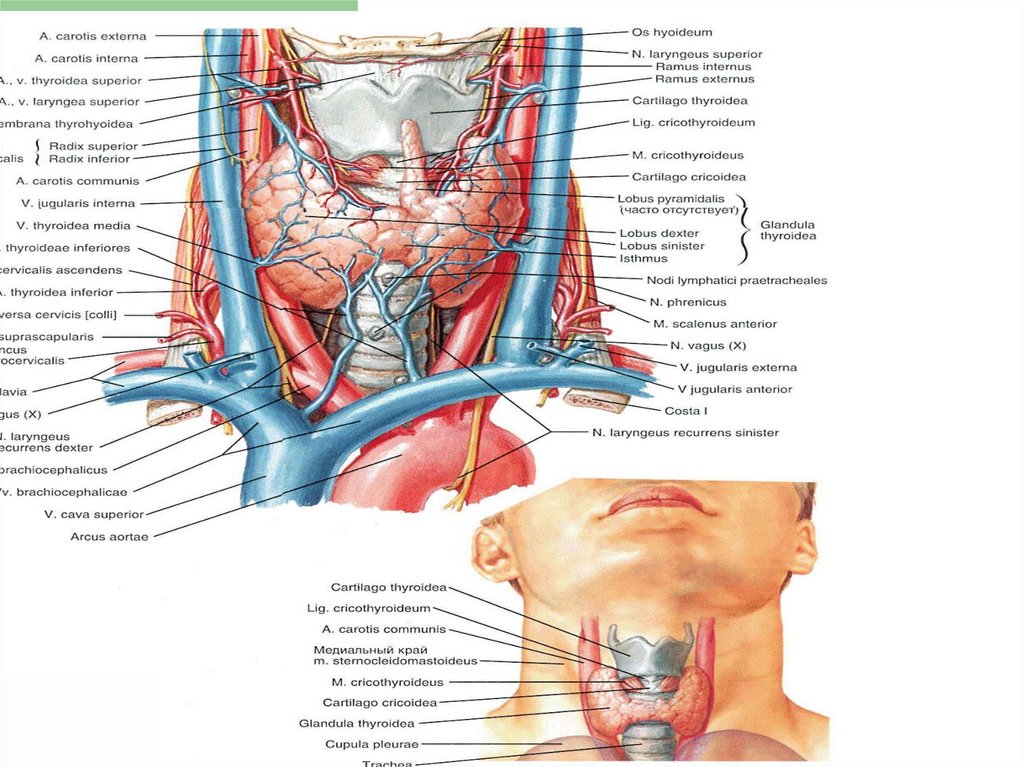Артерии щитовидной железы. Артерии щитовидной железы анатомия. Кровоснабжение щитовидной железы анатомия.
