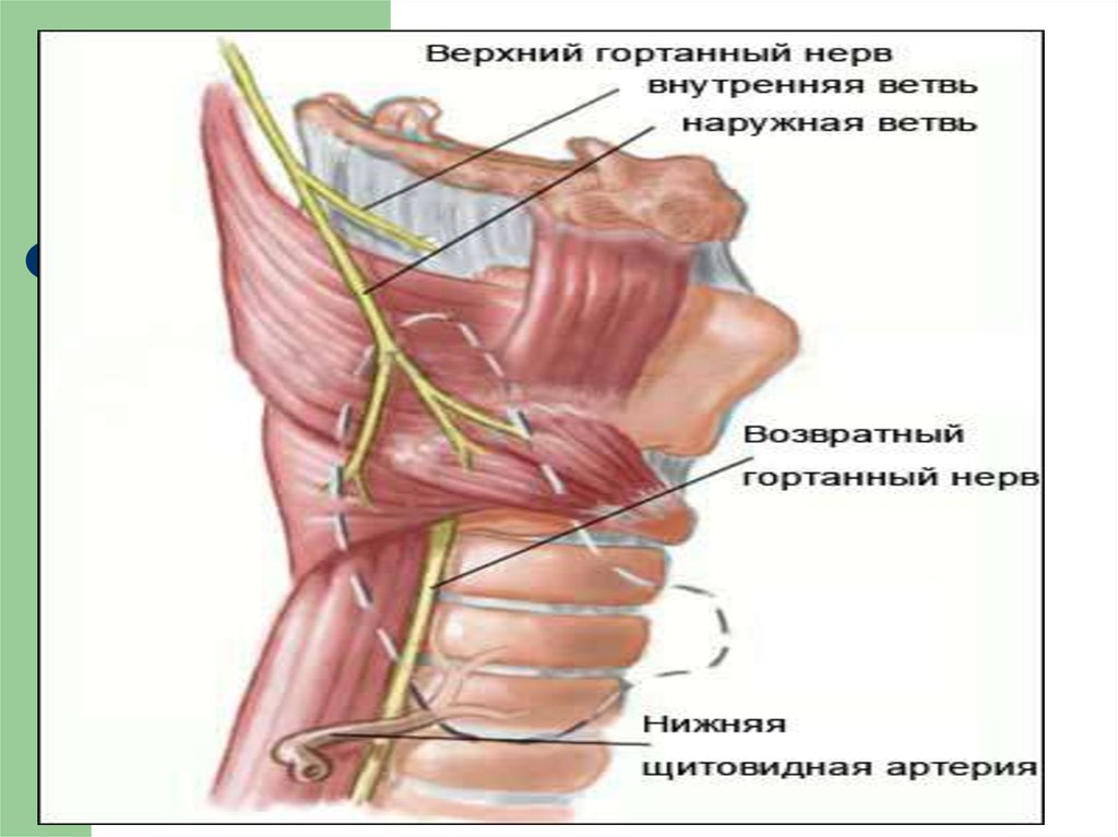 Повредили нерв после. Щитовидная железа гортанный нерв. Иннервация щитовидной железы анатомия. Возвратный нерв щитовидной железы. Возвратный нерв щитовидной железы анатомия.