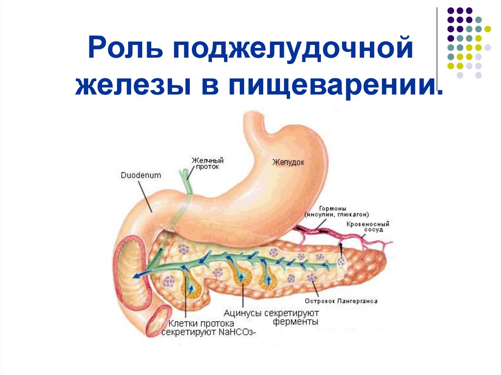Роль печени и поджелудочной железы. Функции поджелудочной железы роль в пищеварении. Поджелудочная железа анатомия функции. Строение поджелудочной железы человека физиология. Функции поджелудочной железы в пищеварительной системе.