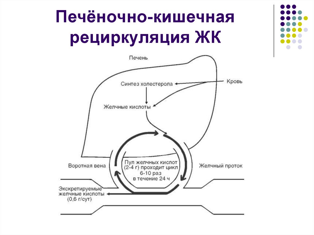 Схема синтеза желчных кислот