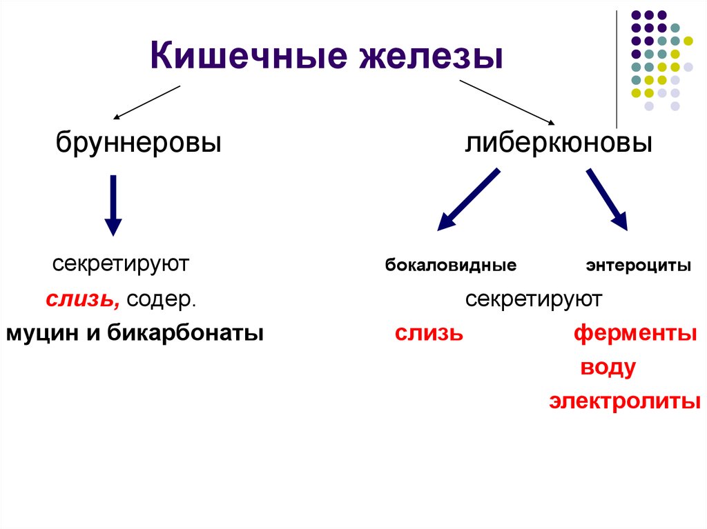 Железы кишки. Железы тонкой кишки таблица. Железы тонкого кишечника. Строение и функции кишечных желез. Функция кишечной железы бруннеровы и либеркюновы.