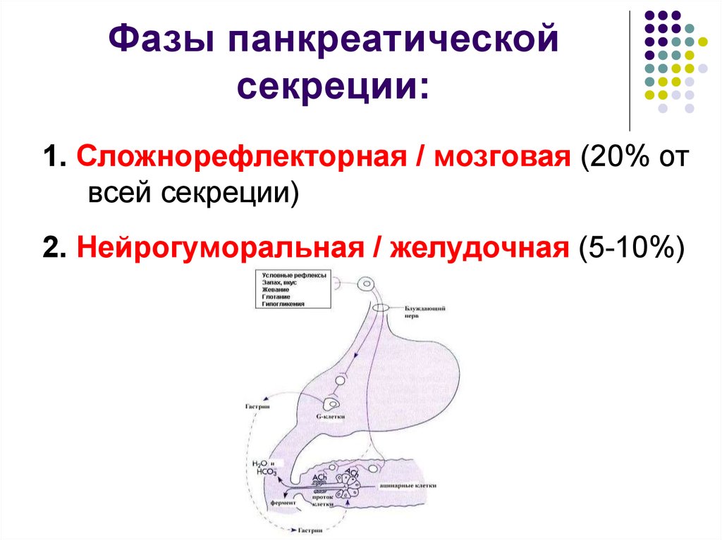 Схема желудочной фазы регуляции панкреатической секреции