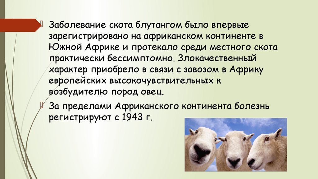 Злокачественный характер. Катаральная лихорадка овец (блутанг). Введение катаральной лихорадки овец. Катаральная лихорадка овец возбудитель Тип симметрии.