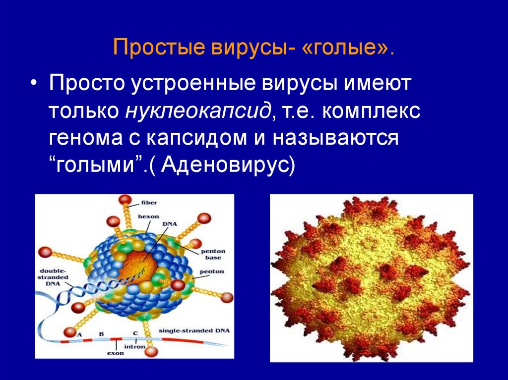 Вирусы названия. Сложноустроенные вирусы. Строение сложноустроенного вируса. Сложноустроенные вирусы имеют. Просто устроенные вирусы.