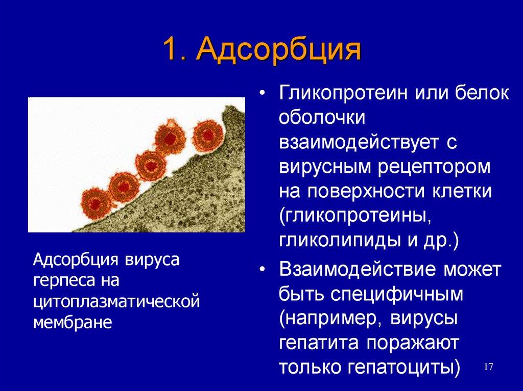 Общая вирусология презентация