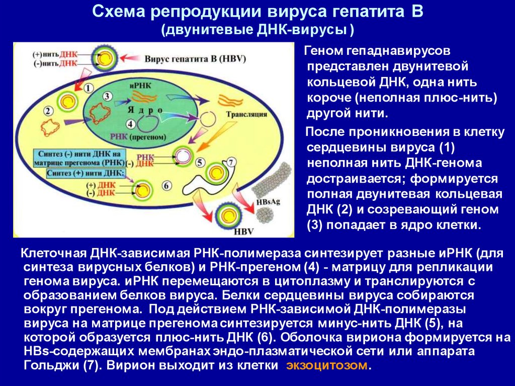 Схема репродукции вируса гепатита В (двунитевые ДНК-вирусы )