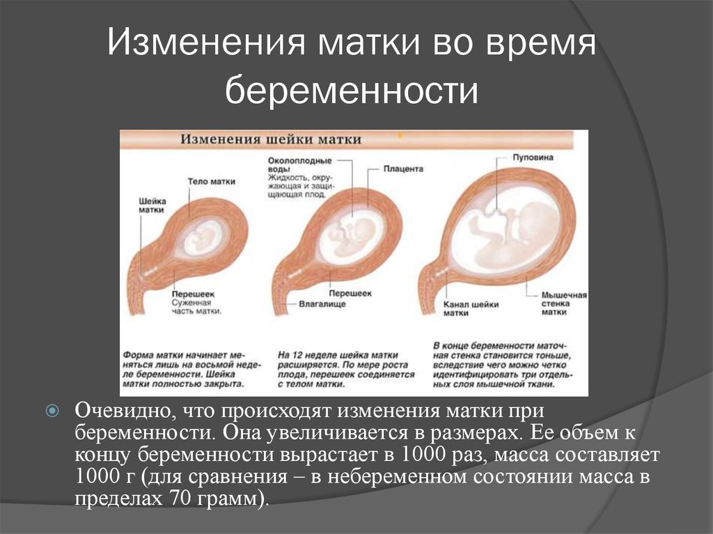 Почему увеличивается матка