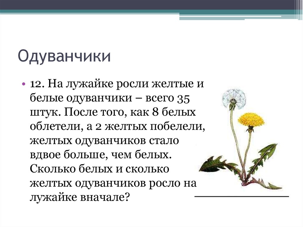 Одуванчики