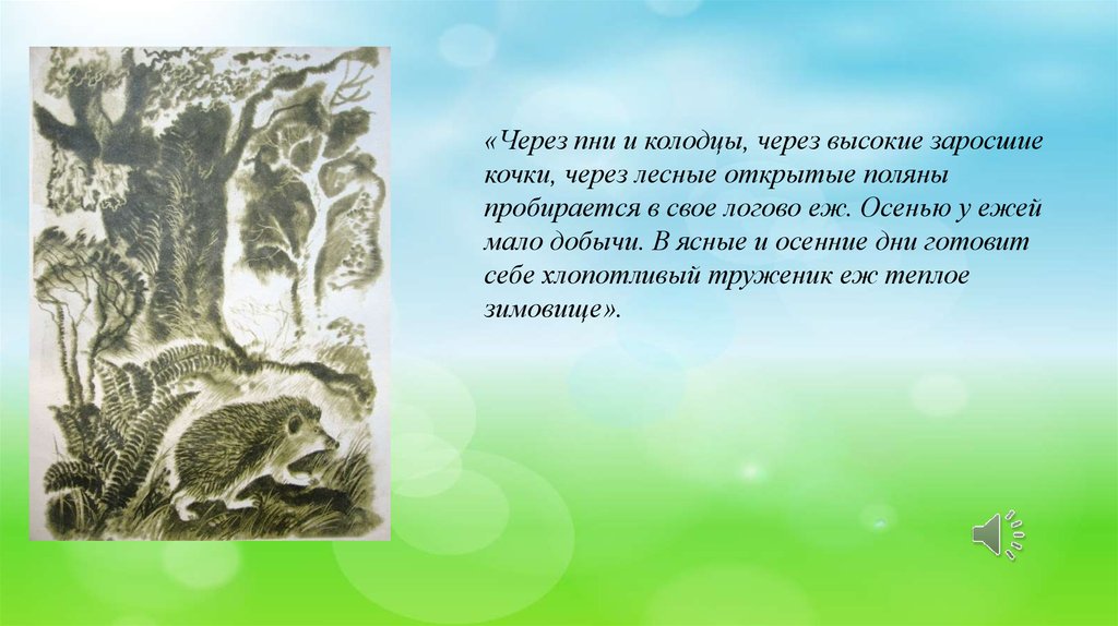 Через пень колоду. Через пни и высокие Кочки пробирается в своё Логово ёж. Через пни и колоды через высокие заросшие. Диктант через пни и высокие Кочки пробирается в свое Логово еж. Ёж через высокие Кочки ,через Лесные открытыеполяны.