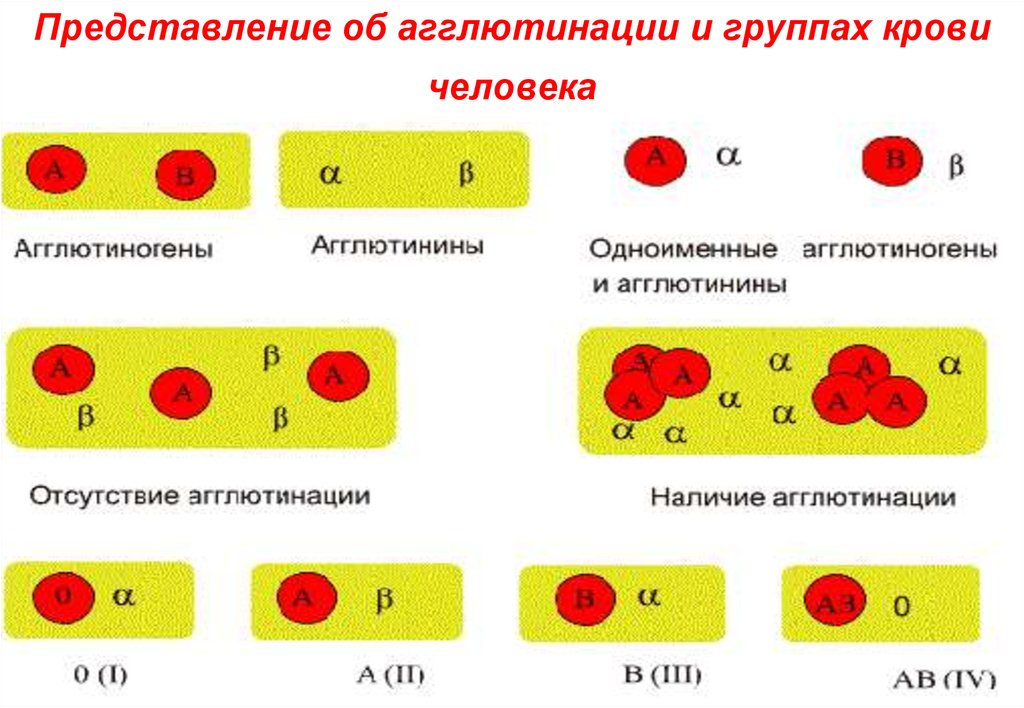 Основы генетики презентация