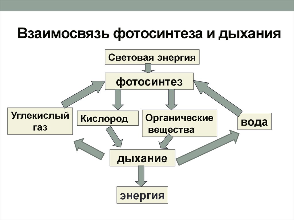 Схема фотосинтеза схема дыхания