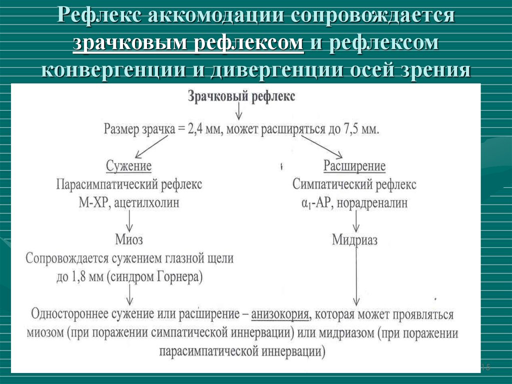 Схема аккомодационного рефлекса - 98 фото