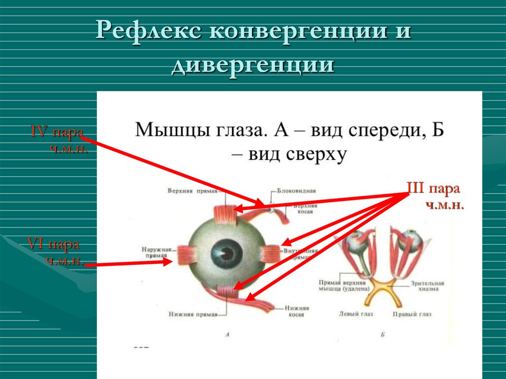 Вид мышечной ткани сужающей и расширяющей зрачок. Рефлекторная дуга рефлекса аккомодации. Механизм конвергенции глаза. Рефлекс конвергенции и аккомодации. Схема рефлекторной дуги аккомодации.