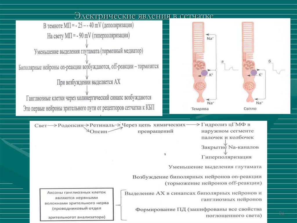 Схему фотохимических процессов возникающих в фоторецепторах при действии света и в условиях темноты
