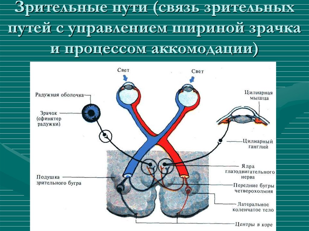 Зрительный