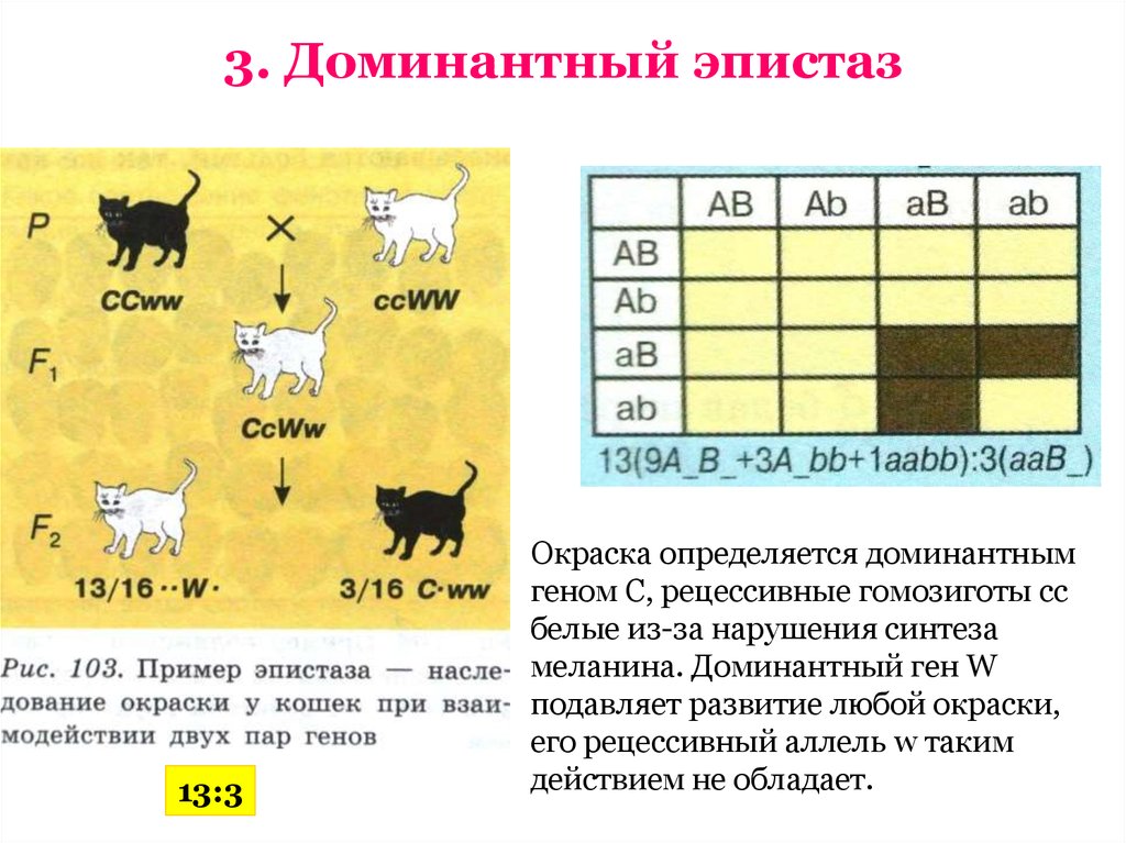 Доминантные признаки мыши