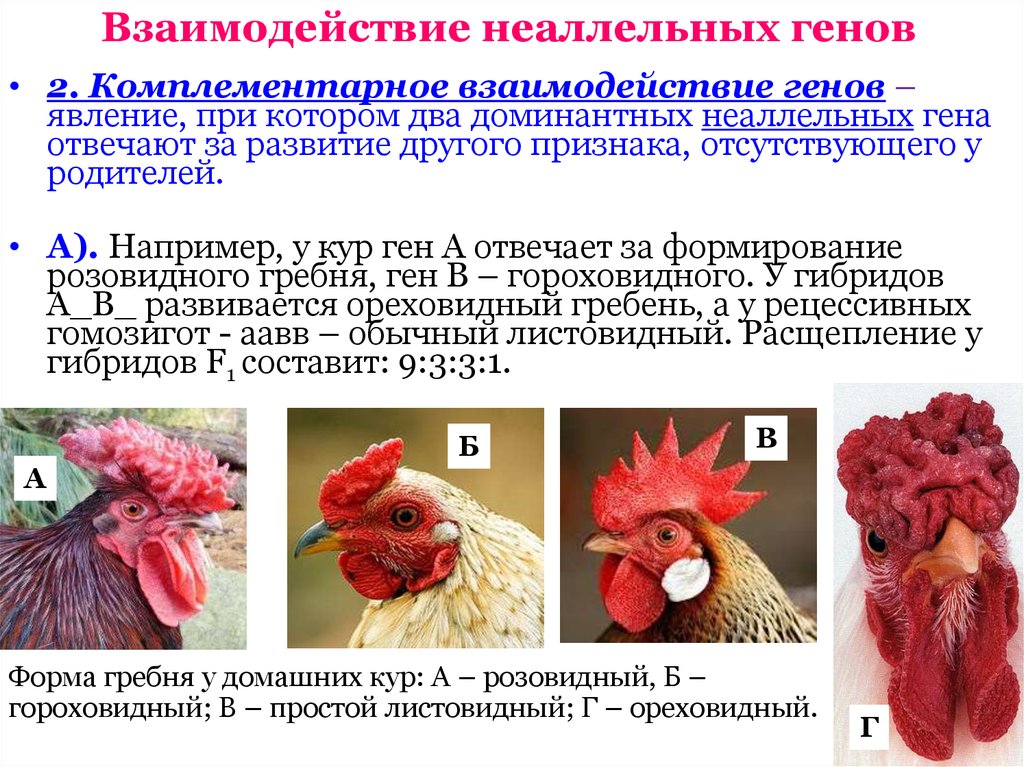 Форма гребня у кур. Наследование формы гребня у кур. Комплементарность генетика форма гребня у кур. Тип наследования формы гребня у кур. Наследование формы гребня у кур комплементарное взаимодействие.