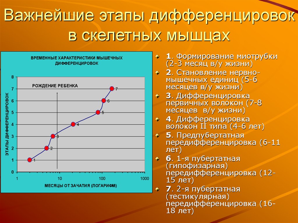 Возрастные особенности мышц