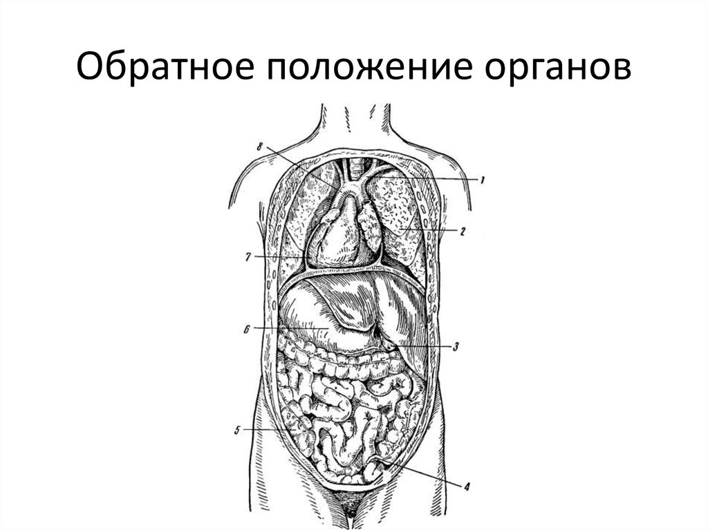 Положение органов