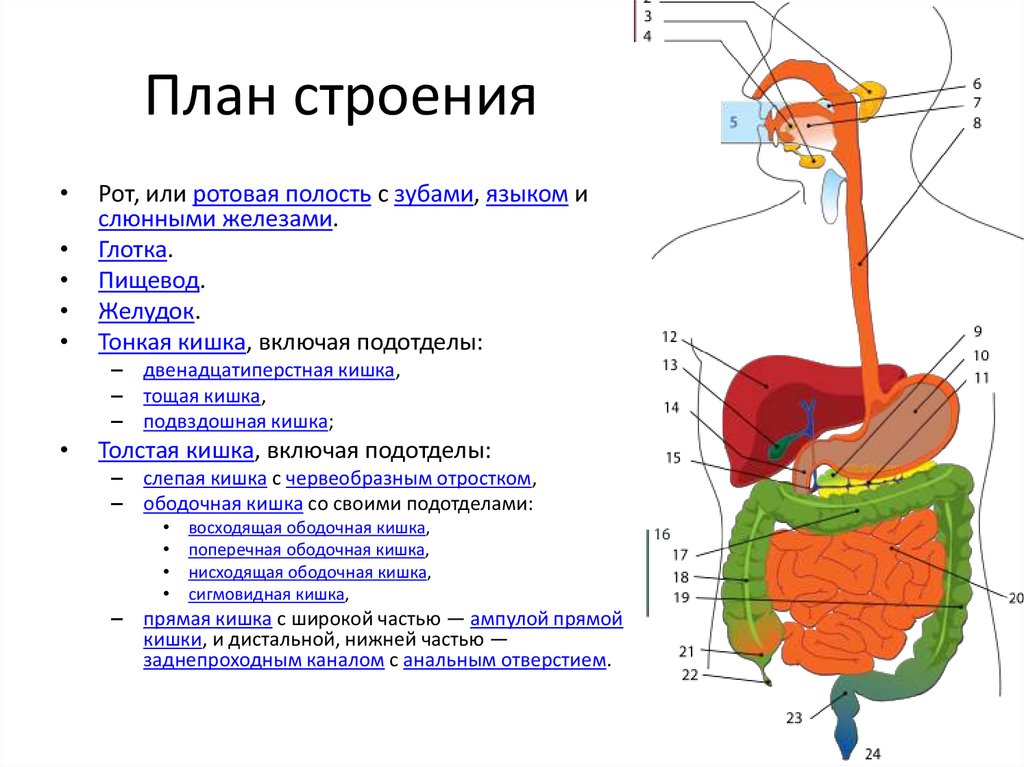 Общий план строения пищеварительной