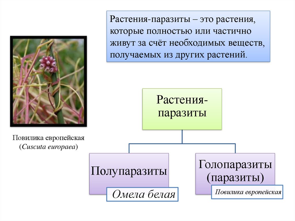 Распределите предложенные растения по группам растения паразиты. Растения паразиты. Растения паразиты презентация. Голопаразиты растения. Повилика паразитическое растение.