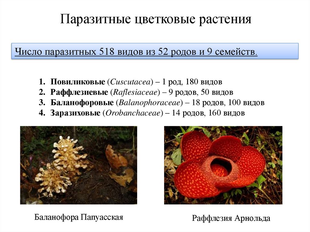 Распределите предложенные растения по группам растения паразиты. Семейство раффлезивых. Паразиты цветковых растений. Растения паразиты презентация. Раффлезиевые паразиты.