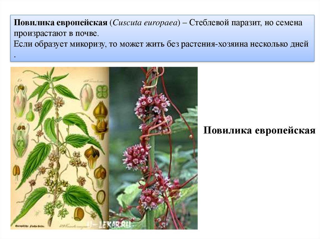 Распределите предложенные растения по группам растения паразиты. Повилика паразитическое растение. Повилика Полевая семена. Вьюнок повилика. Вьюн повилика.