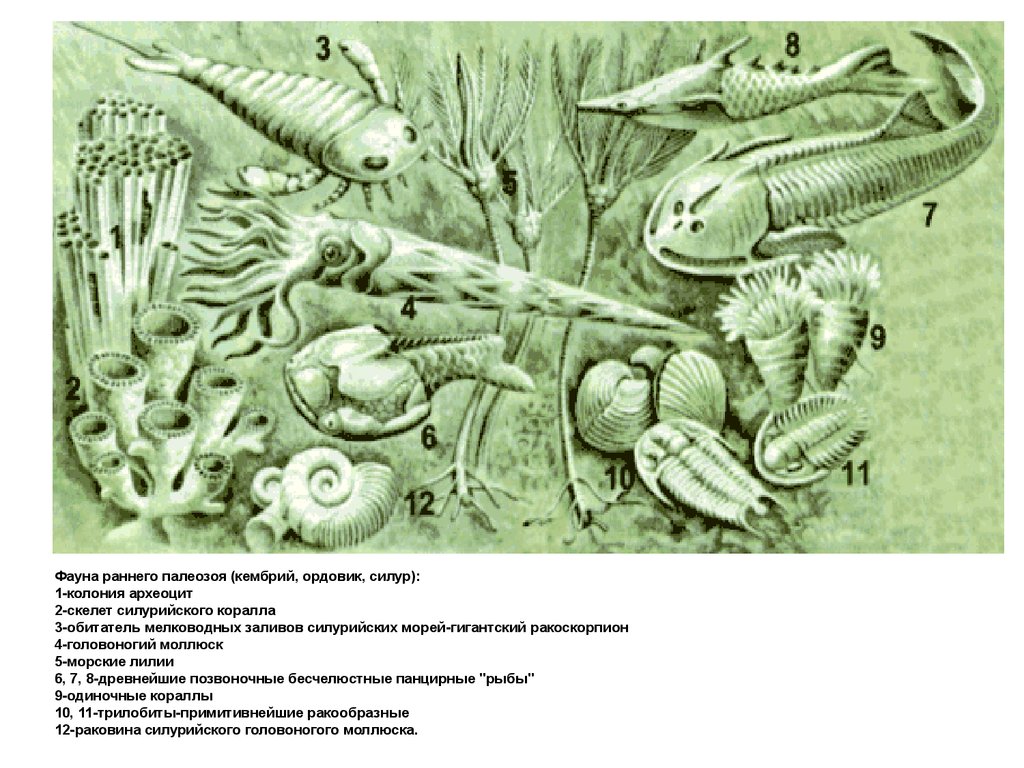 Ранний палеозой презентация
