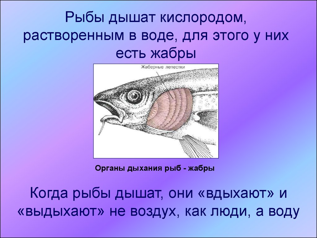 Большинство животных на планете дышат кислородом даже. Рыбы дышат кислородом растворенным в воде. Дыхательная система система рыб. Дыхательная система у рыб проект. Дополнительные органы дыхания у рыб.
