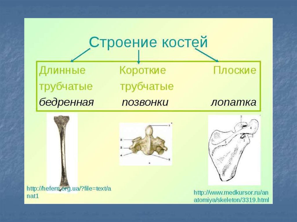 Лопатка трубчатая кость