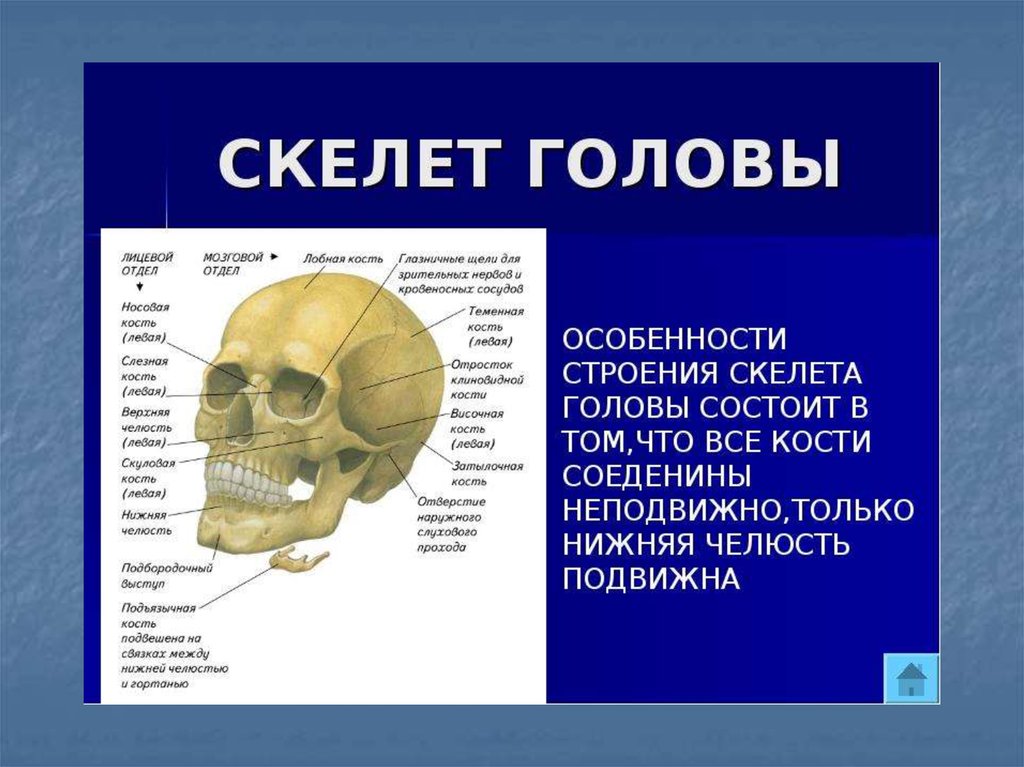 Скелет головы особенности